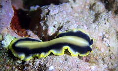 Pseudoceros paralaticlavus