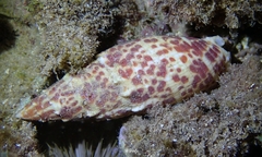 Mitra papalis