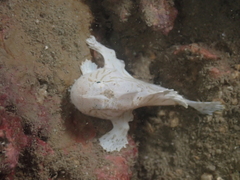 Antennarius striatus