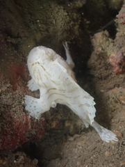 Antennarius striatus