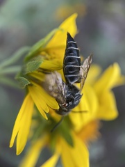 Coelioxys