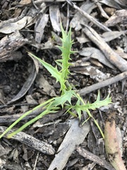 Eryngium vesiculosum