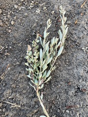 Atriplex paludosa