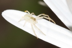 Sidymella trapezia