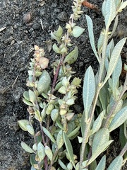 Atriplex paludosa