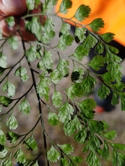Asplenium hookerianum