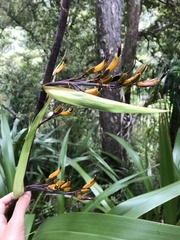 Phormium cookianum