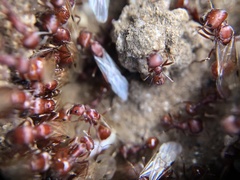 Pogonomyrmex occidentalis