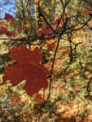 Acer grandidentatum