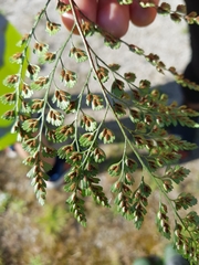 Asplenium hookerianum