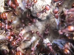 Pogonomyrmex occidentalis