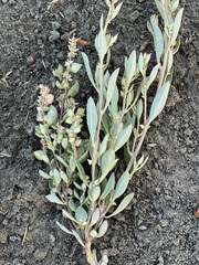 Atriplex paludosa