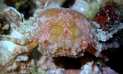 Exopalicus maculatus