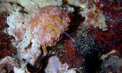 Exopalicus maculatus