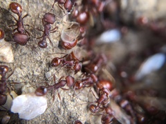 Pogonomyrmex occidentalis