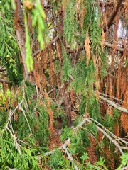 Cupressus nootkatensis