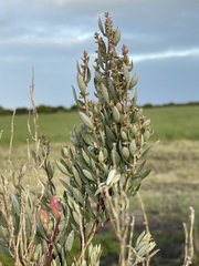 Atriplex paludosa