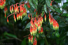 Psammisia ecuadorensis