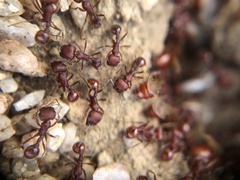 Pogonomyrmex occidentalis