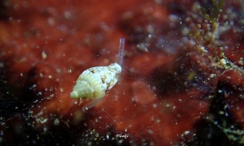 Seminella peasei observed 2022-11-03