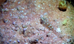 Pleurosicya larsonae