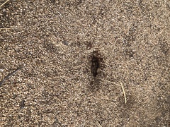 Pogonomyrmex occidentalis
