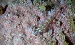 Pleurosicya larsonae