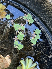 Azolla