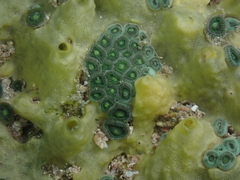 Zoanthus sansibaricus