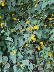 Hymenostephium cordatum