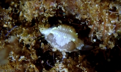 Trivirostra hordacea