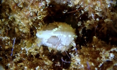 Trivirostra hordacea