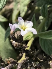 Heliotropium arborescens