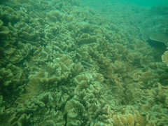 Sinularia brassica