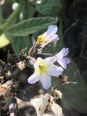 Heliotropium arborescens