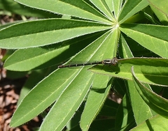 Xanthocnemis zealandica