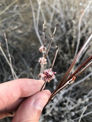 Eriogonum elongatum