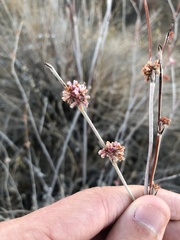 Eriogonum elongatum