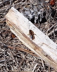 Leioproctus fulvescens