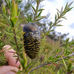 Stigmodera macularia