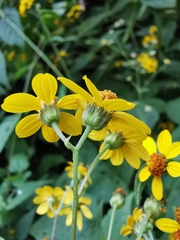 Hymenostephium cordatum