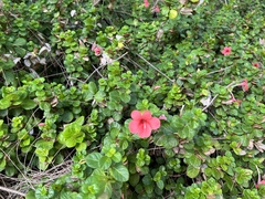 Barleria repens