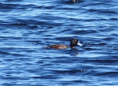 Aythya novaeseelandiae
