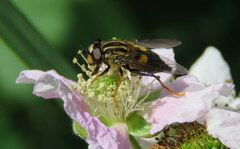 Helophilus antipodus