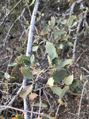Quercus john-tuckeri