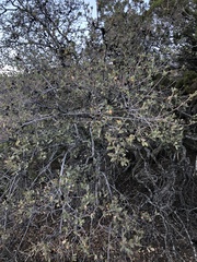Quercus john-tuckeri