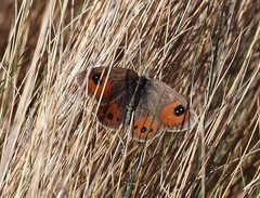 Argyrophenga antipodum