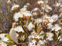 Phebalium squamulosum