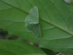 Argyrocosma inductaria
