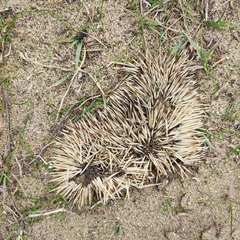 Hemiechinus auritus
